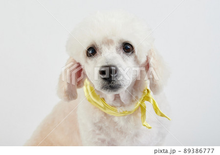 Cute white poodle dog portrait Cute white poodle dog portrait 89386777