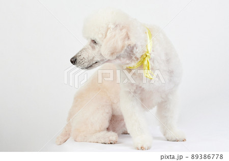 Sit poodle look on side Sit poodle look on side 89386778