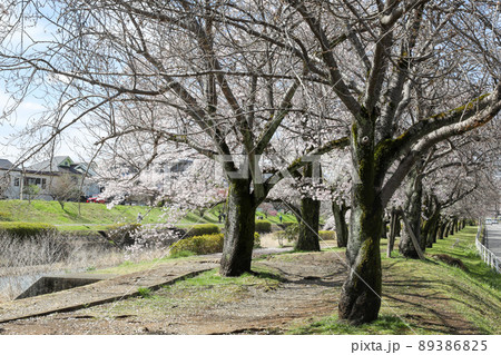 東京都八王子市 春 長房町 南浅川沿いの桜並木 東京都八王子市 春 長房町 南浅川沿いの桜並木 89386825