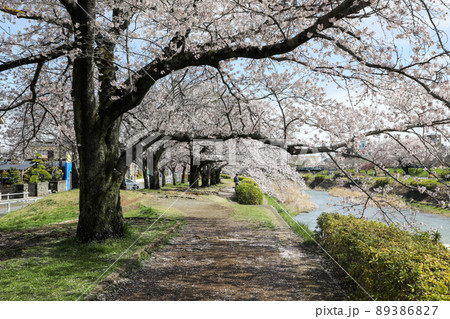 東京都八王子市 春 長房町 南浅川沿いの桜並木 東京都八王子市 春 長房町 南浅川沿いの桜並木 89386827