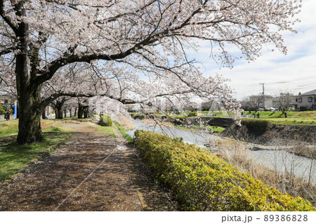 東京都八王子市 春 長房町 南浅川沿いの桜並木 東京都八王子市 春 長房町 南浅川沿いの桜並木 89386828