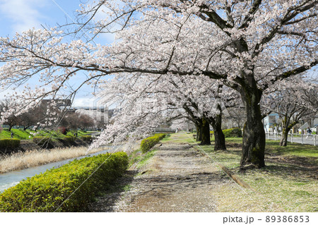 東京都八王子市 春 長房町 南浅川沿いの桜並木 東京都八王子市 春 長房町 南浅川沿いの桜並木 89386853