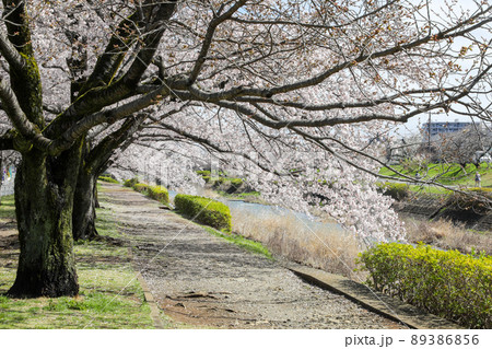 東京都八王子市 春 長房町 南浅川沿いの桜並木 東京都八王子市 春 長房町 南浅川沿いの桜並木 89386856