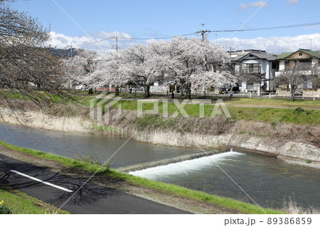 東京都八王子市 春 長房町 南浅川沿いの桜並木 東京都八王子市 春 長房町 南浅川沿いの桜並木 89386859