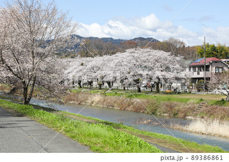 東京都八王子市 春 長房町 南浅川沿いの桜並木 東京都八王子市 春 長房町 南浅川沿いの桜並木 89386861