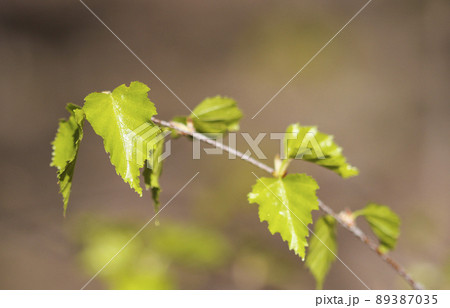 Birch leaves on a branch 89387035