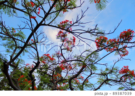 青空 青い空 ブルースカイ 89387039