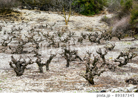 Landscape with cultivated field of old vine in Cyprus mountains in early season Landscape with cultivated field of old vine in Cyprus mountains in early season 89387345