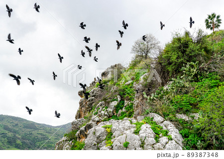 a flock of flying black birds silhouette on a rocky cliffs background 89387348