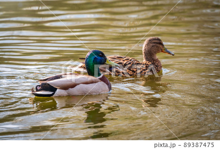 A couple of mallard ducks swims in the river 89387475