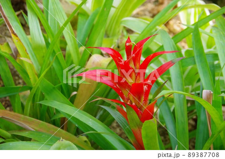 アナナス 89387708