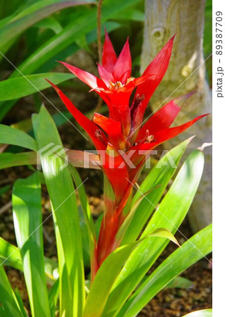 アナナス 89387709