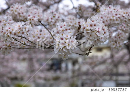 花曇の満開の桜【春イメージ】 花曇の満開の桜【春イメージ】 89387787