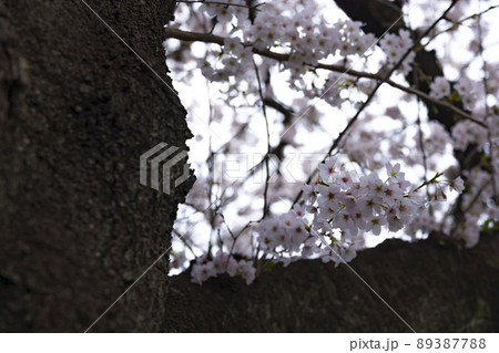 花曇の満開の桜【春イメージ】 花曇の満開の桜【春イメージ】 89387788