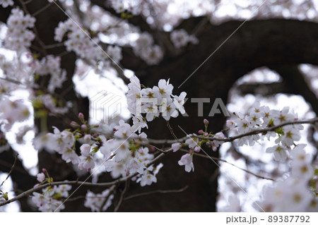 花曇の満開の桜【春イメージ】 花曇の満開の桜【春イメージ】 89387792