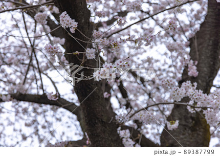 花曇の満開の桜【春イメージ】 花曇の満開の桜【春イメージ】 89387799