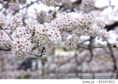 花曇の満開の桜【春イメージ】 花曇の満開の桜【春イメージ】 89387801