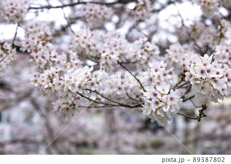 花曇の満開の桜【春イメージ】 89387802