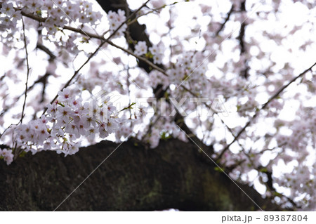 花曇の満開の桜【春イメージ】 花曇の満開の桜【春イメージ】 89387804