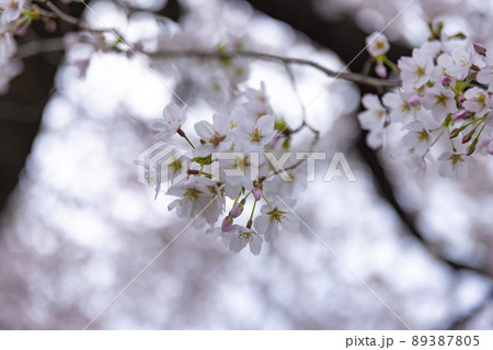 花曇の満開の桜【春イメージ】 花曇の満開の桜【春イメージ】 89387805