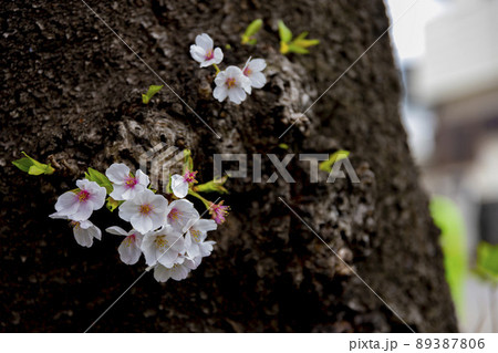 花曇の満開の桜【春イメージ】 89387806