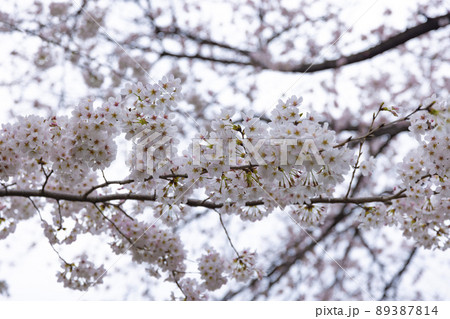 花曇の満開の桜【春イメージ】 花曇の満開の桜【春イメージ】 89387814