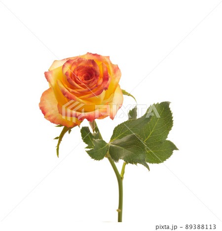 Beautiful orange rose isolated on white background. 89388113