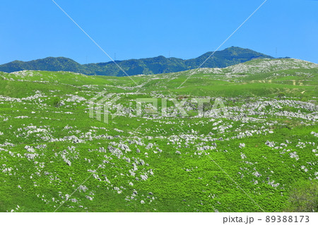 【山口県】新緑の秋吉台(カルスト地形) 【山口県】新緑の秋吉台(カルスト地形) 89388173