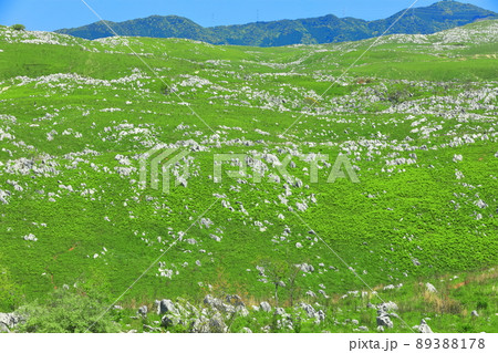 【山口県】新緑の秋吉台（カルスト地形） 89388178