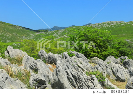 【山口県】新緑の秋吉台（カルスト地形） 89388184