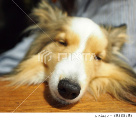 犬の寝顔 89388298