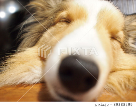 犬の寝顔 89388299