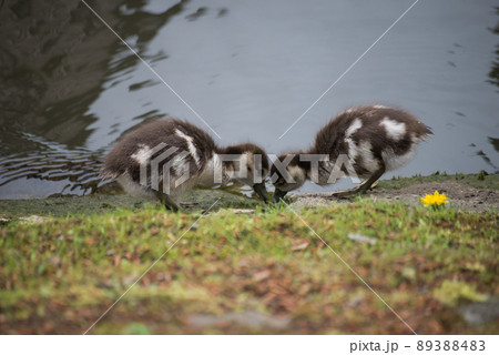 closeup of baby egyptian ducks standing in border the water in the city closeup of baby egyptian ducks standing in border the water in the city 89388483