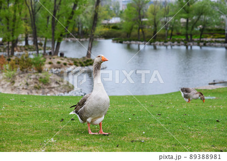 Gray geese on a green lawn in a city park 89388981