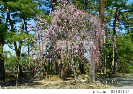 岩手県　平泉　世界遺産　毛越寺の境内　枝垂れ桜 89389314