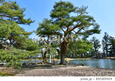 岩手県 平泉 世界遺産 毛越寺 浄土庭園 大泉が池、龍首鷁首の船 岩手県 平泉 世界遺産 毛越寺 浄土庭園 大泉が池、龍首鷁首の船 89389404