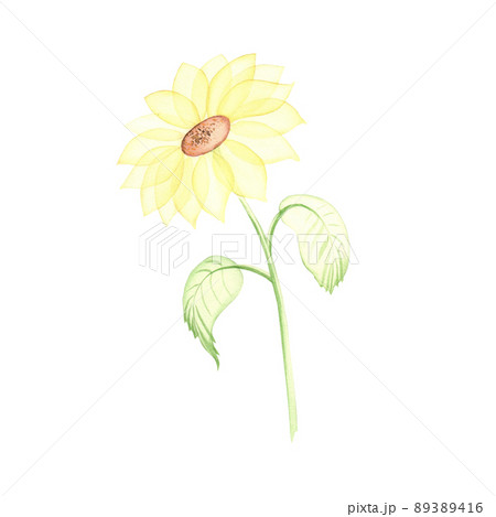 Watercolor Sunflower. Transparent yellow flower with leaves isolated on white. Hand painted Botanical illustration for cards, wedding design, print design Watercolor Sunflower. Transparent yellow flower with leaves isolated on white. Hand painted Botanical illustration for cards, wedding design, print design 89389416
