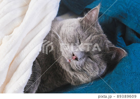 A gray cat sleeps under blanket. Cat chartreuse A gray cat sleeps under blanket. Cat chartreuse 89389609