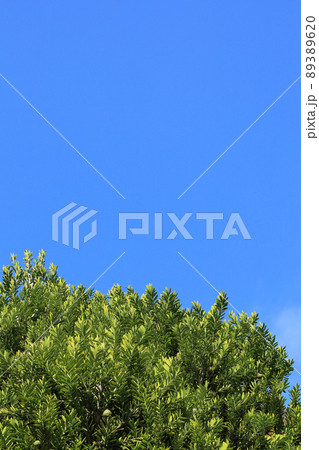 カウリマツの若葉と青空 89389620