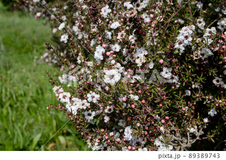 Tea tree or manuka or leptospermum scoparium plant 89389743