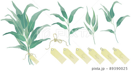 オオバユーカリのスワッグ イラストセット 89390025