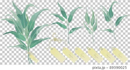 オオバユーカリのスワッグ イラストセット 89390025