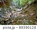 六甲山系炭ゲ谷 89390128