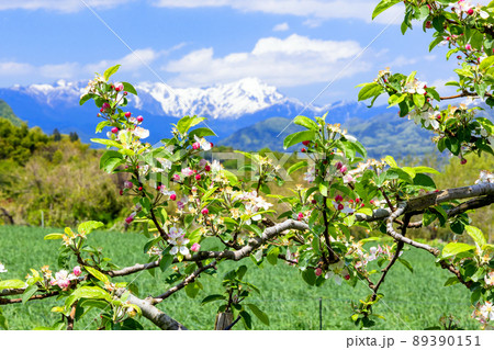 林檎の花と谷川岳 89390151
