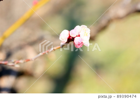 梅の花　朱鷺の舞 89390474
