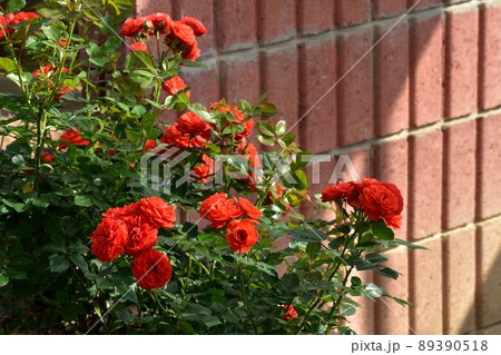 紅姫（島田市ばらの丘公園）220504pm3:30 89390518