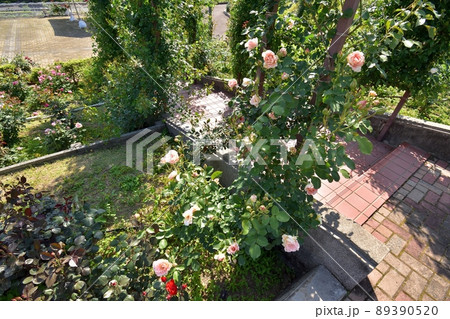 つるジュリア（島田市ばらの丘公園）220504pm2:55 89390520