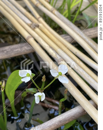 ビオトープに咲く可憐な花 89391004
