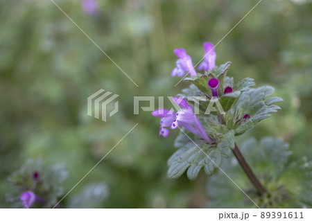 ホトケノザをクローズアップ【春の七草】/4月 ホトケノザをクローズアップ【春の七草】/4月 89391611