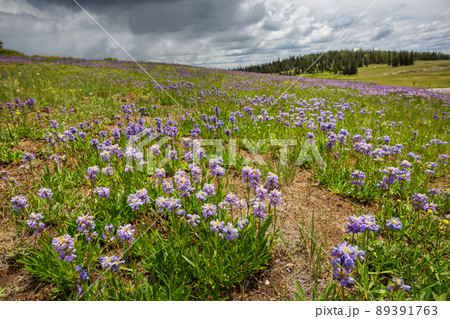 Mountains meadow Mountains meadow 89391763